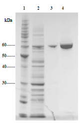 På SDS-PAGE gelen er brønn 1 påsatt størrelsesmarkøren, brønn 2 fraksjon fra void-toppen, brønn 3 fraksjon fra elueringstoppen og brønn 4 fraksjon fra oppkonsentrert protein.