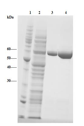 4. Resultater Figur 4.5.4. Kromatogram (til venstre) og utsnitt av en SDS-PAGE gel (til høyre) for rensing av his-tagget ChiA- E315Q/W275A med nikkelkolonne.