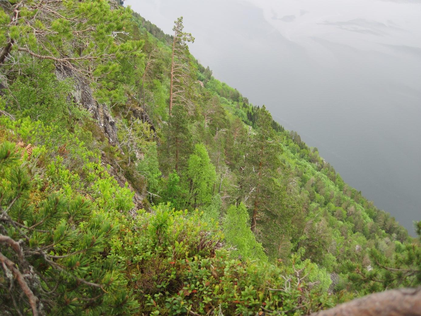 frivillig skogvern Brenslefjellet