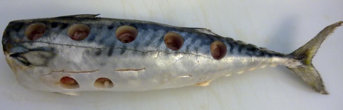 Figur 12 Bildet viser en sylinder (22 mm x 18 mm) med fiskemuskel som er boret ut fra skinnsiden (skinnet ses på toppen av sylinderen). Sylinderen er plassert i bunnen av et NMR-prøverør av glass.