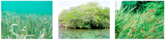 4.1.7 Våtmarker- kyst og marine miljøer (Blue Carbon) Emiratene grenser til Persiabukta og har en lang kystlinje som har flere sumpområder og marine områder som består av mangroveskoger, saltområder
