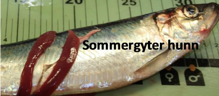 Vestlig område Ekkolodd lav mengde Sonar økt mengde? 50% sommergytere Mengdeindeks 4.