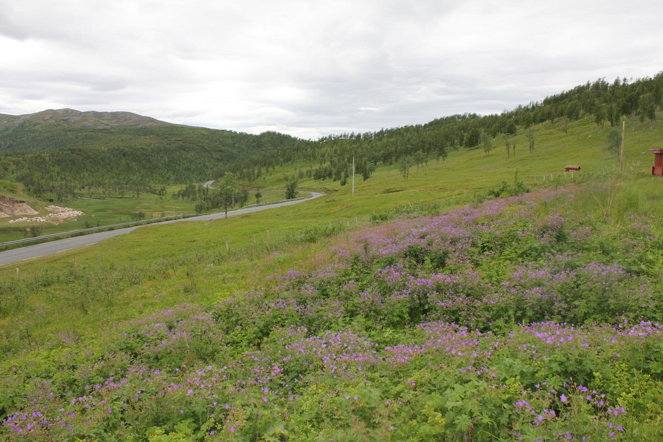 Bildet viser området for dolomittbruddet til høyre og det gamle marmorbruddet på venstre side av fylkesveien. 4.3.