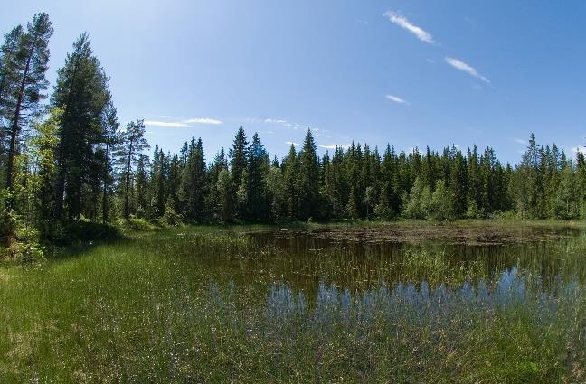 Myrtjern, Geitaknottane Hvor viktig er kvaliteten på yngledammen, sommerhabitat,