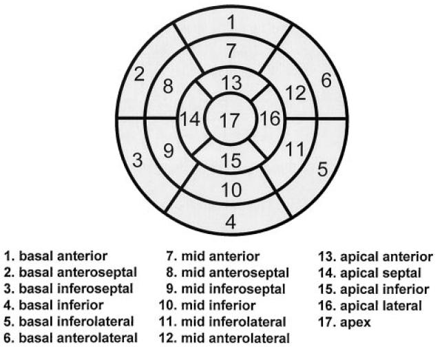 Venstre ventrikkel, segmentering