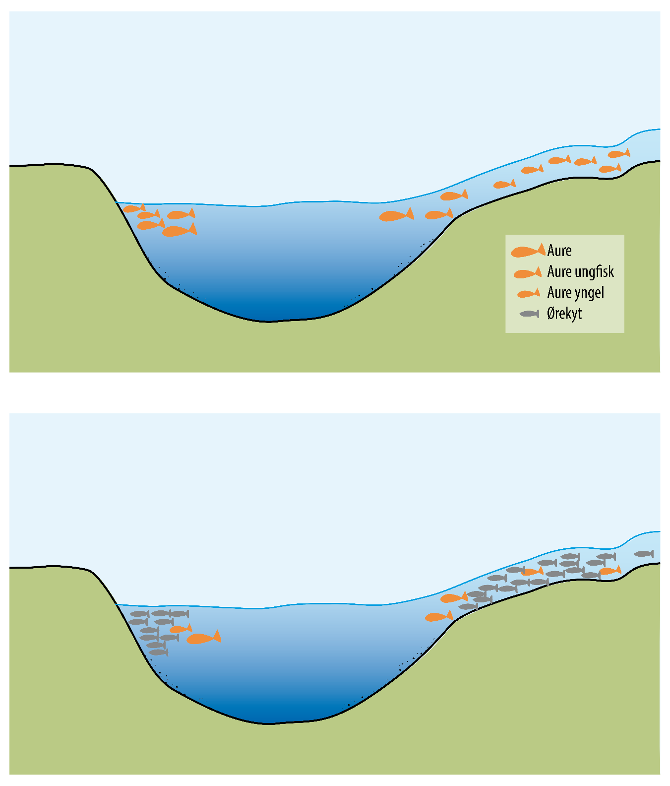 Figur 4. Skjematisk framstilling av utviklingen i et aurevatn når ørekyta etablerer seg.