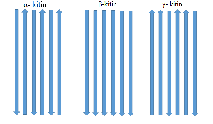 1. Introduksjon Figur 1.1: Kitin struktur med to GlcNAc enheter rotert 180 grader i forhold til hverandre bundet med en glykosidbinding (Madhuprakash et al. 2013).