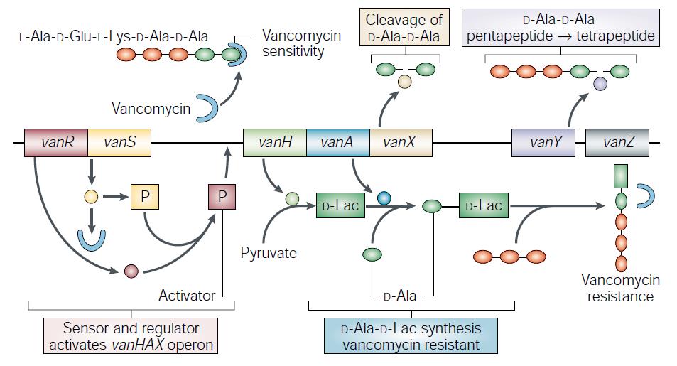 GLYKOPEPTIDANTIBIOTIKA Vankomycin, teikoplanin Hemmer celleveggsyntesen Binder med høy affinitet til D-alanin-D-alanin peptidsidekjede viktig for kryssbinding av peptidoglykan Glykopeptidresistens