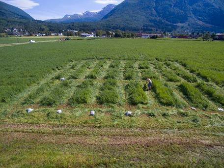 Avling i kg tørrstoff pr. dekar på Straumsnes utan og med kalium i mineralgjødsla. Kalium er tilført gjennom Fullgjødsel 25-2-6.