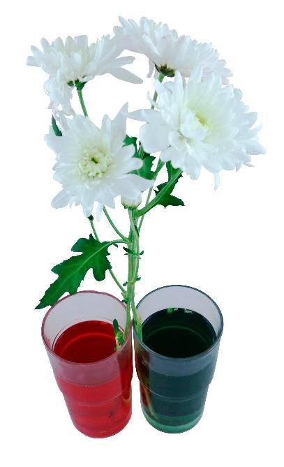 5-7.trinn Planter trenger vann PLANTER OG VANN Hvordan kan man se at blomstene trekker til seg vann? Slik gjør du: En farge på blomsten o Bland vann og konditorfarge i en vase/glass.