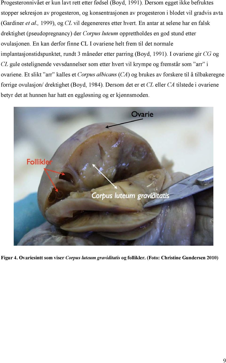 En kan derfor finne CL I ovariene helt frem til det normale implantasjonstidspunktet, rundt 3 måneder etter parring (Boyd, 1991).