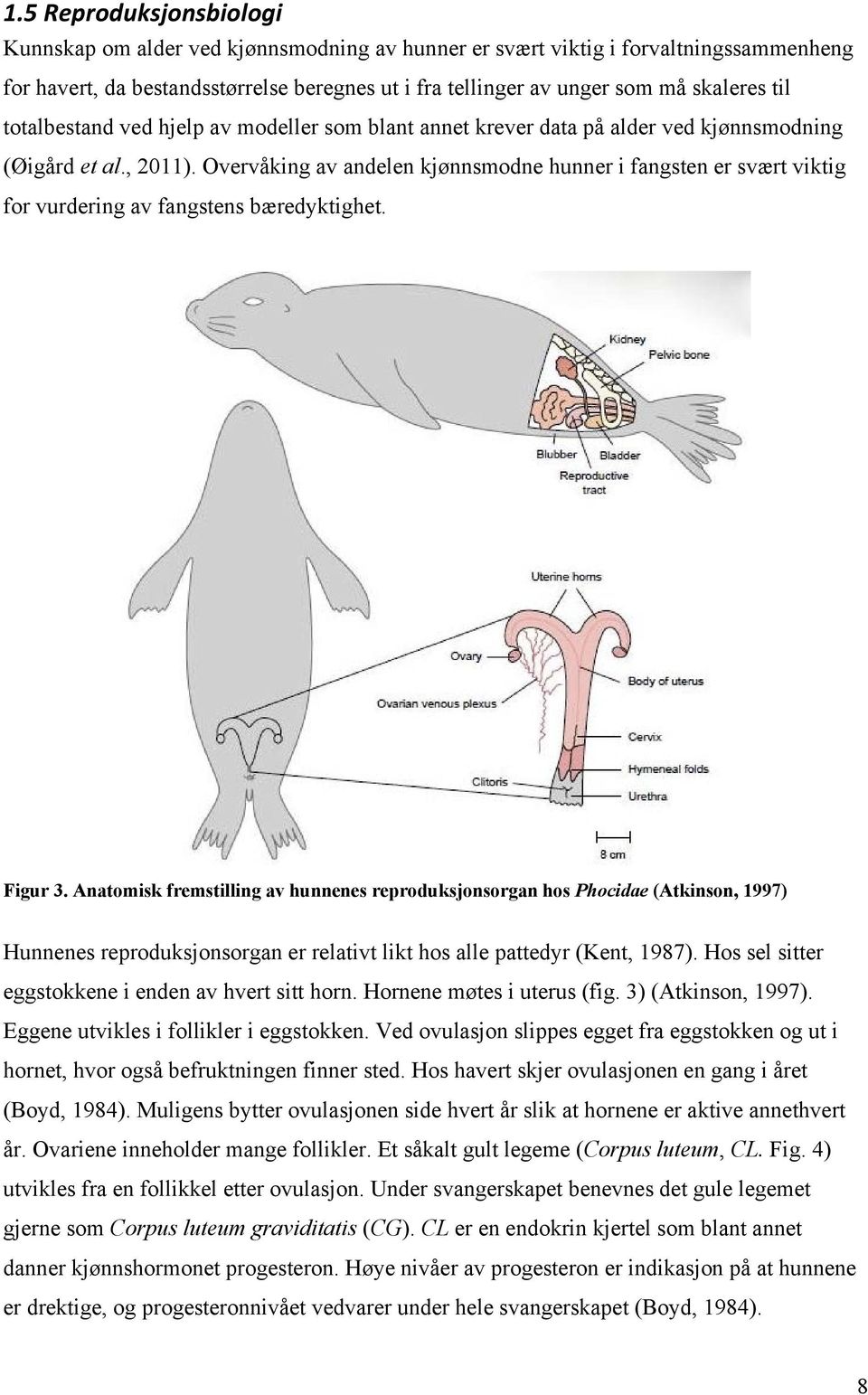 Overvåking av andelen kjønnsmodne hunner i fangsten er svært viktig for vurdering av fangstens bæredyktighet. Figur 3.
