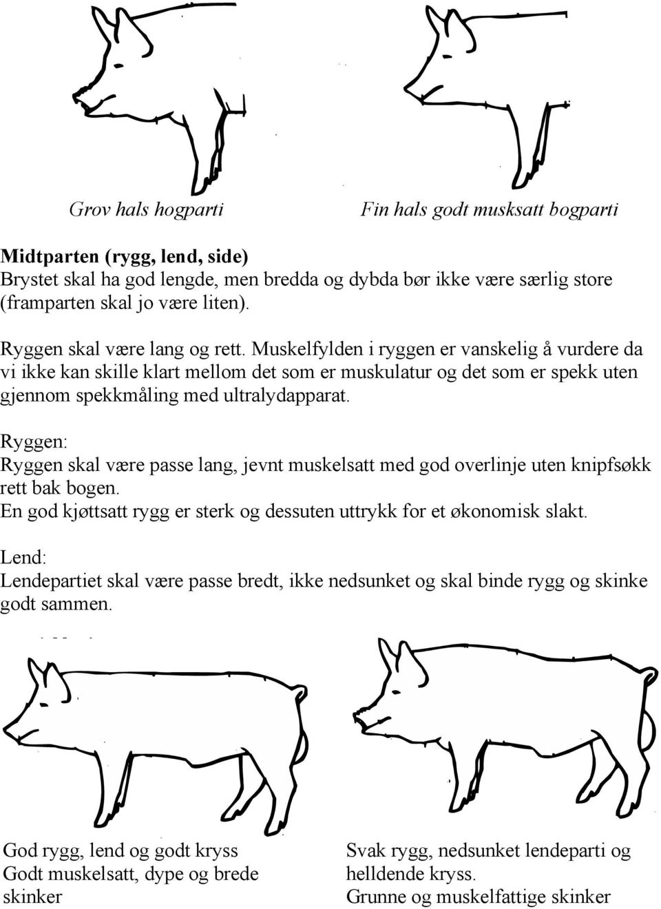 Ryggen: Ryggen skal være passe lang, jevnt muskelsatt med god overlinje uten knipfsøkk rett bak bogen. En god kjøttsatt rygg er sterk og dessuten uttrykk for et økonomisk slakt.