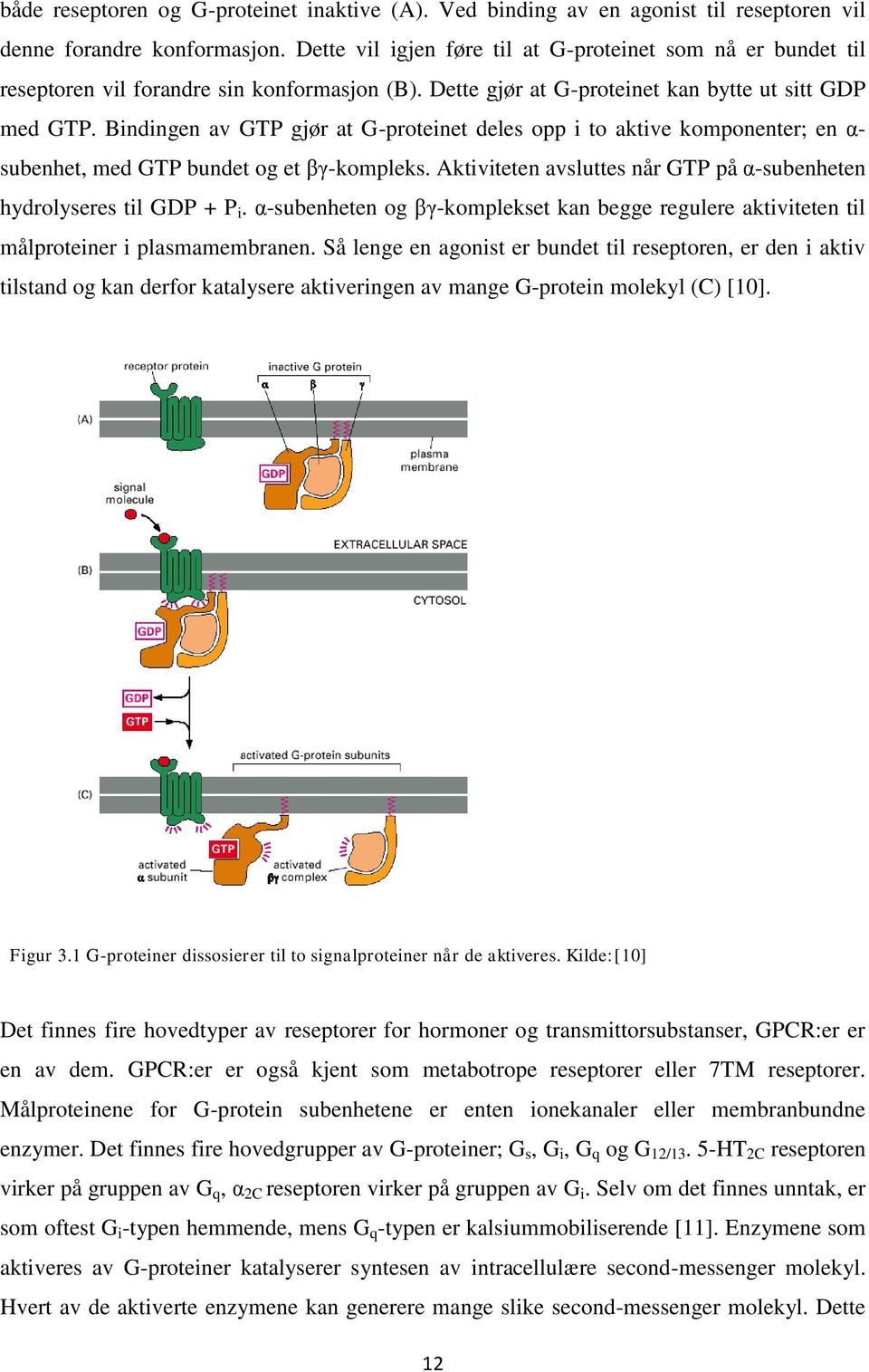 Bindingen av GTP gjør at G-proteinet deles opp i to aktive komponenter; en α- subenhet, med GTP bundet og et βγ-kompleks. Aktiviteten avsluttes når GTP på α-subenheten hydrolyseres til GDP + P i.