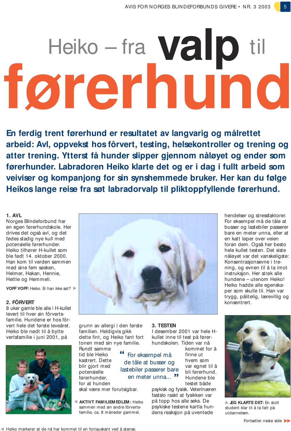 Ytterst få hunder slipper gjennom nåløyet og ender som førerhunder. Labradoren Heiko klarte det og er i dag i fullt arbeid som veiviser og kompanjong for sin synshemmede bruker.