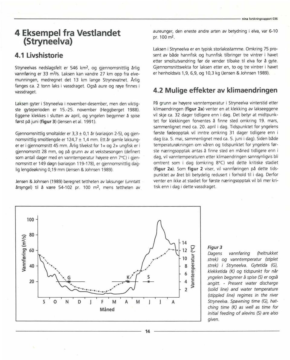 Laksen gyter i Stryneelva i november-desember, men den viktigste gyteperioden er 15.-25. november (Heggberget 1988).