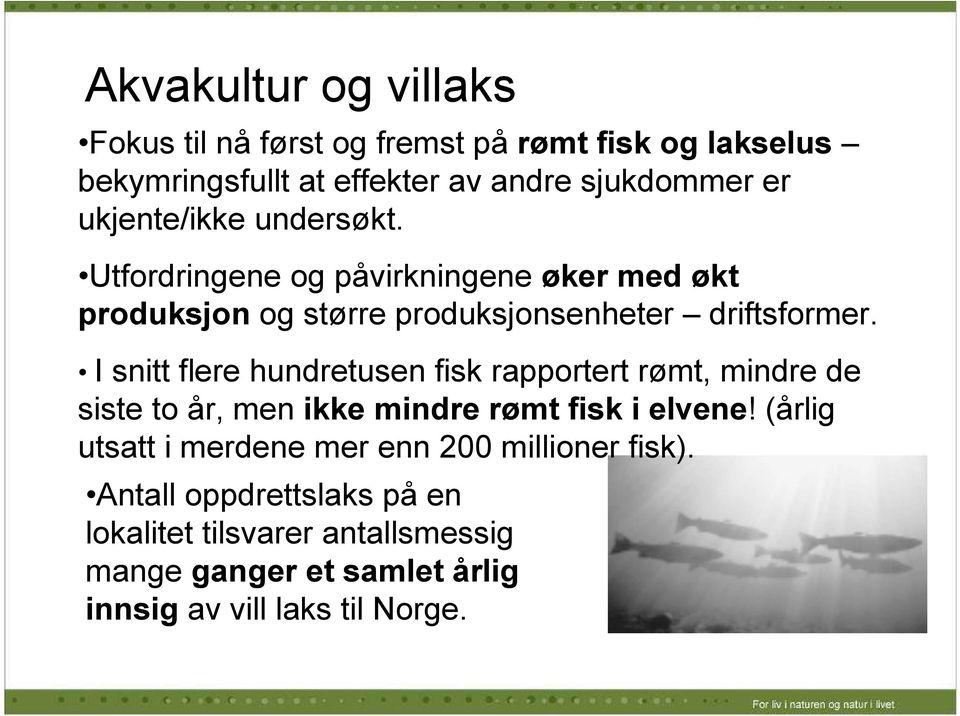 I snitt flere hundretusen fisk rapportert rømt, mindre de siste to år, men ikke mindre rømt fisk i elvene!