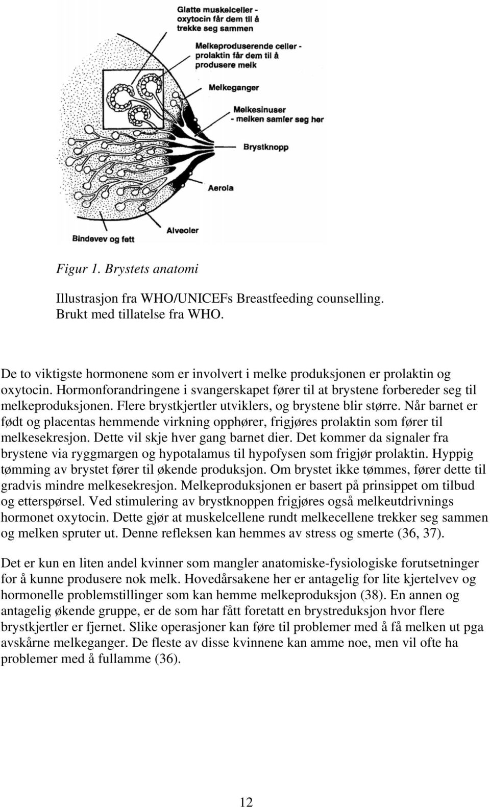 Flere brystkjertler utviklers, og brystene blir større. Når barnet er født og placentas hemmende virkning opphører, frigjøres prolaktin som fører til melkesekresjon.