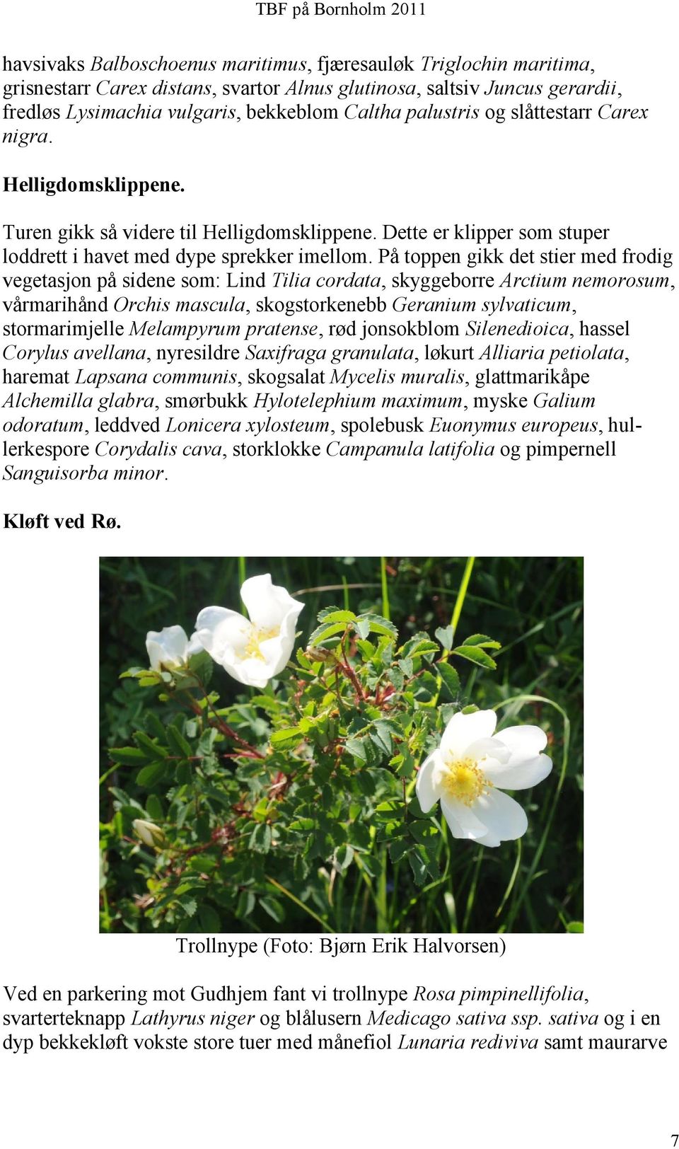 På toppen gikk det stier med frodig vegetasjon på sidene som: Lind Tilia cordata, skyggeborre Arctium nemorosum, vårmarihånd Orchis mascula, skogstorkenebb Geranium sylvaticum, stormarimjelle