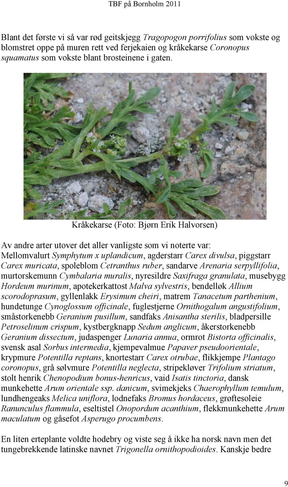 spoleblom Cetranthus ruber, sandarve Arenaria serpyllifolia, murtorskemunn Cymbalaria muralis, nyresildre Saxifraga granulata, musebygg Hordeum murinum, apotekerkattost Malva sylvestris, bendelløk