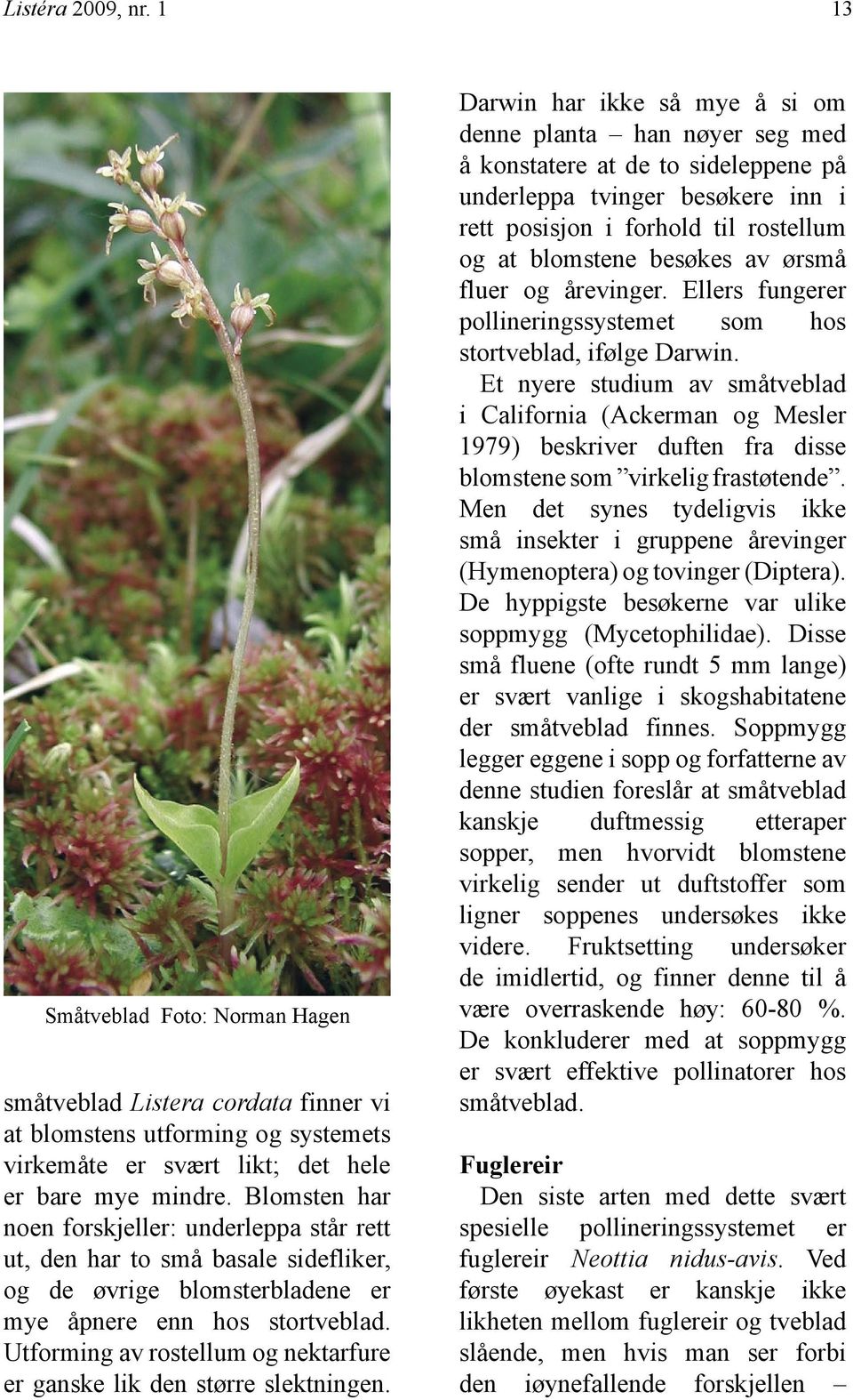 Utforming av rostellum og nektarfure er ganske lik den større slektningen.