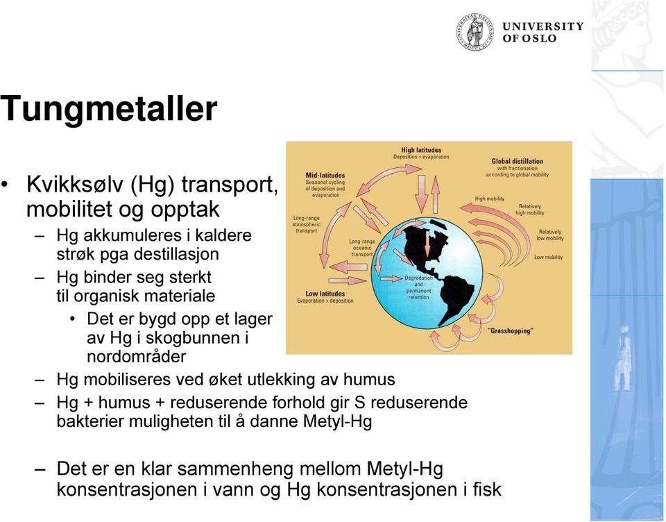 mobiliseres ved øket utlekking av humus Hg + humus + reduserende forhold gir S reduserende bakterier