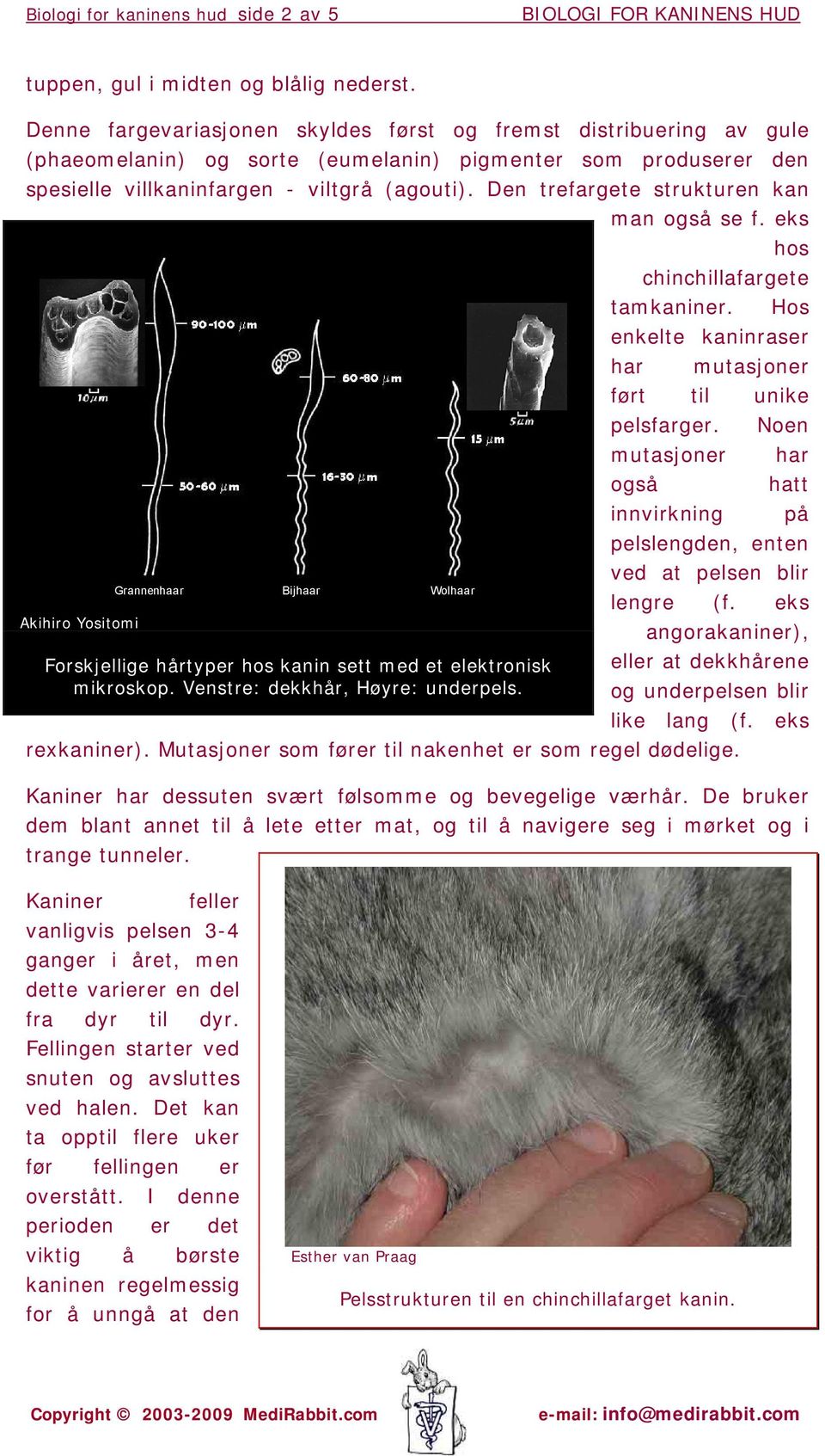 Den trefargete strukturen kan man også se f. eks hos chinchillafargete tamkaniner. Hos enkelte kaninraser har mutasjoner ført til unike pelsfarger.