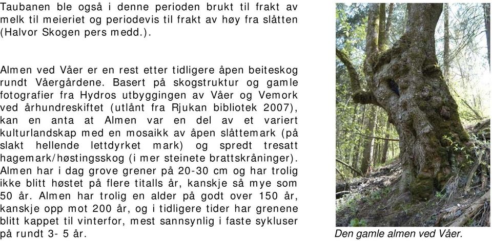 Basert på skogstruktur og gamle fotografier fra Hydros utbyggingen av Våer og Vemork ved århundreskiftet (utlånt fra Rjukan bibliotek 2007), kan en anta at Almen var en del av et variert