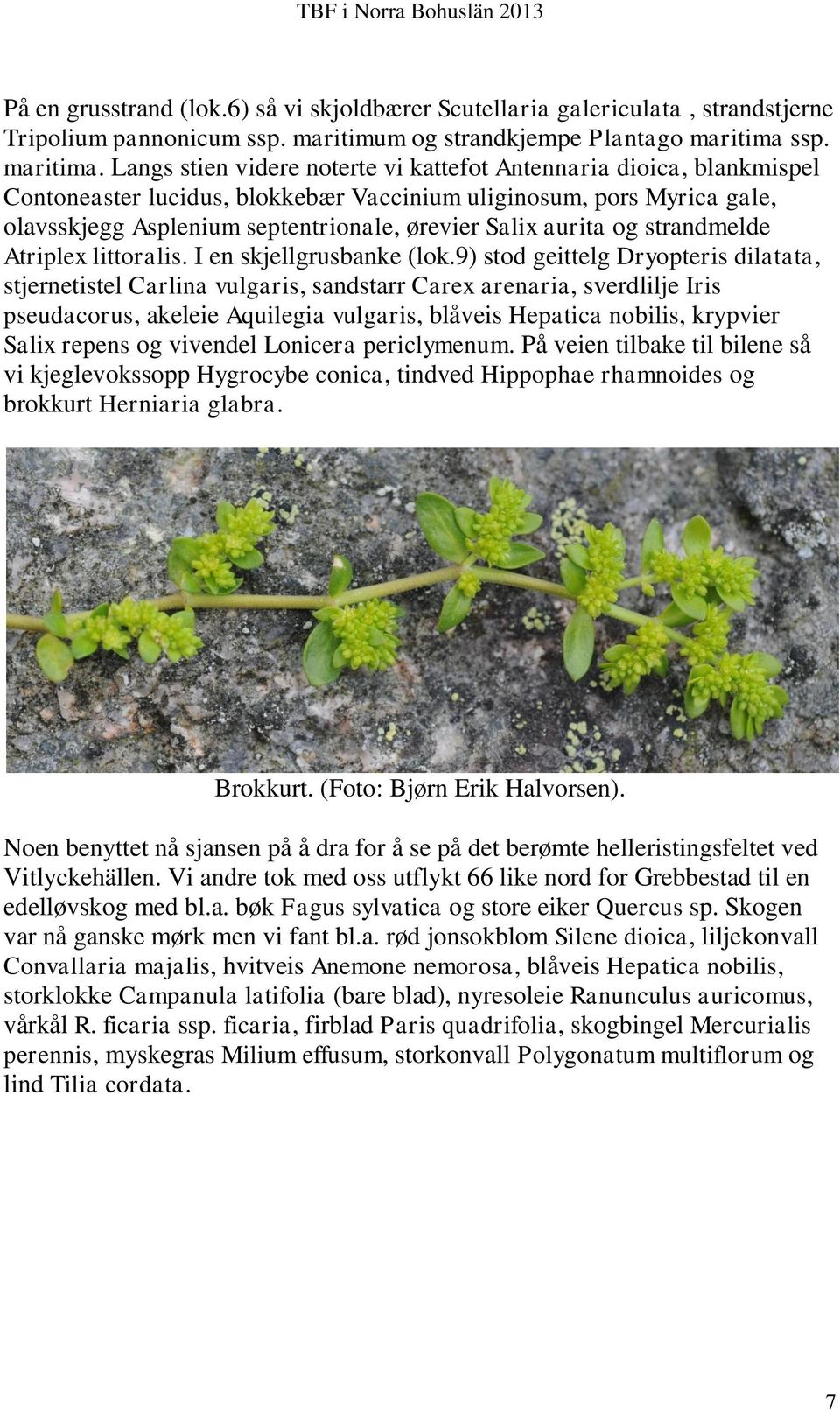 Langs stien videre noterte vi kattefot Antennaria dioica, blankmispel Contoneaster lucidus, blokkebær Vaccinium uliginosum, pors Myrica gale, olavsskjegg Asplenium septentrionale, ørevier Salix