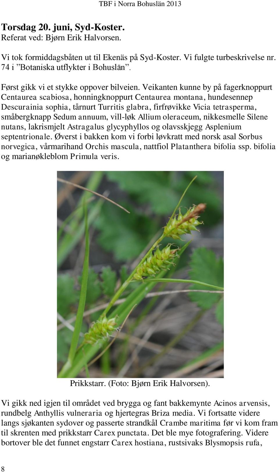 Veikanten kunne by på fagerknoppurt Centaurea scabiosa, honningknoppurt Centaurea montana, hundesennep Descurainia sophia, tårnurt Turritis glabra, firfrøvikke Vicia tetrasperma, småbergknapp Sedum