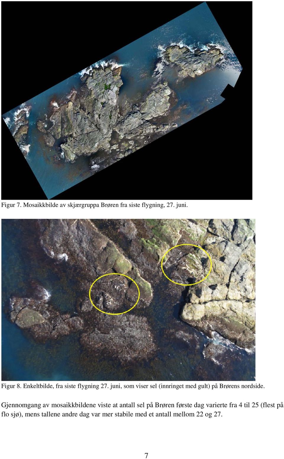 juni, som viser sel (innringet med gult) på Brørens nordside.