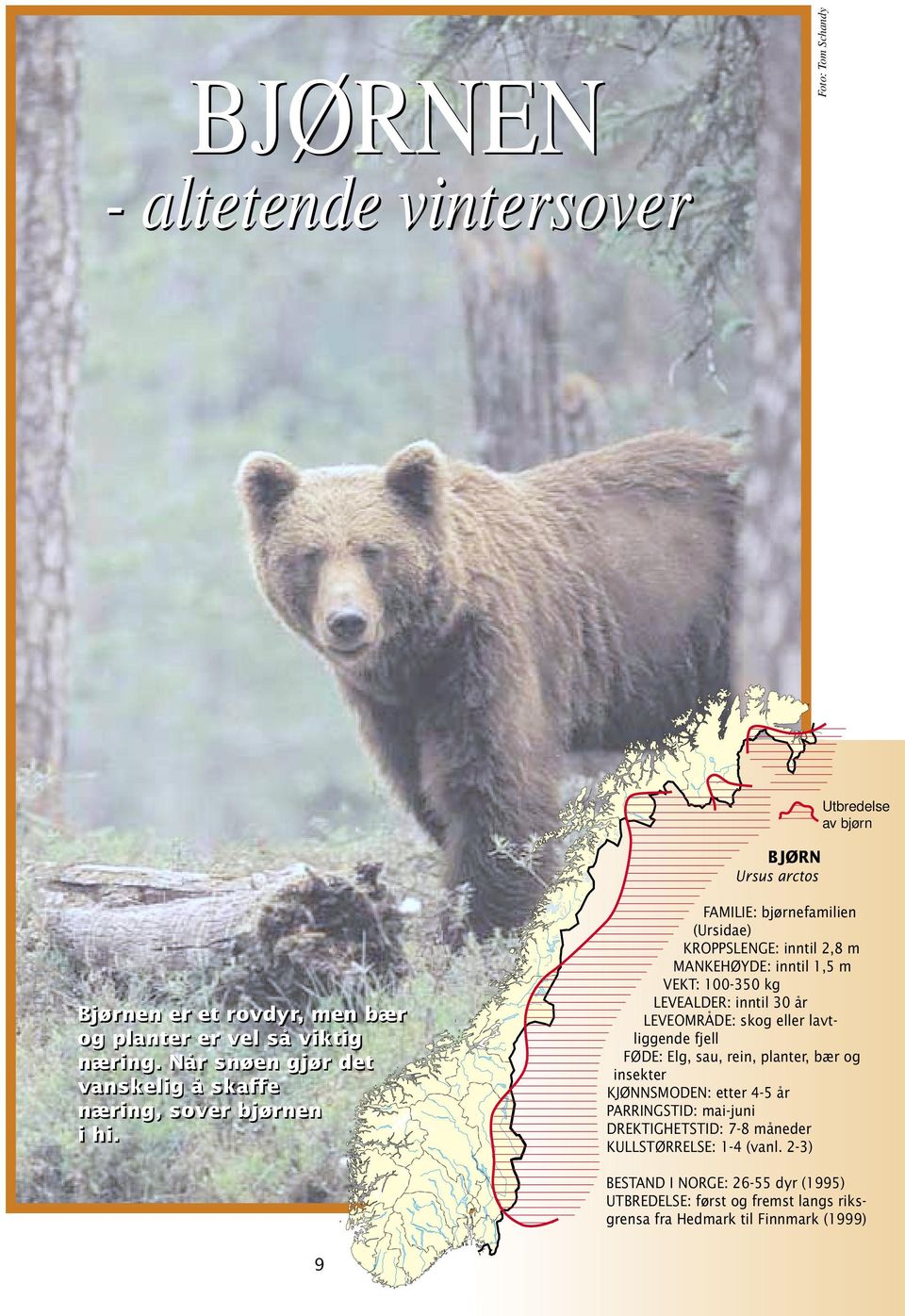 FAMILIE: bjørnefamilien (Ursidae) KROPPSLENGE: inntil 2,8 m MANKEHØYDE: inntil 1,5 m VEKT: 100-350 kg LEVEALDER: inntil 30 år LEVEOMRÅDE: skog eller lavtliggende