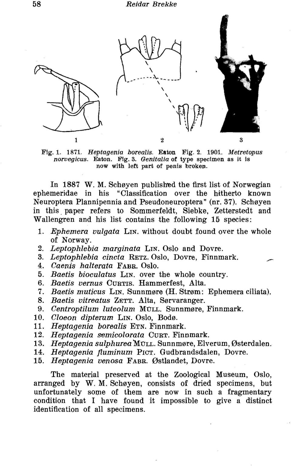 Schoyen published the first list of Norwegian ephemeridae in his "Classification over the hitherto known Neuroptera Plannipennia and Pseudoneuroptera" (nr. 37).