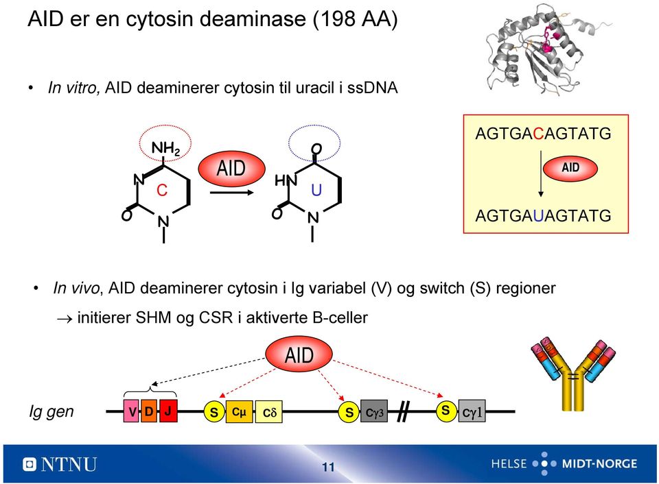 deaminerer cytosin i Ig variabel (V) og switch (S) regioner