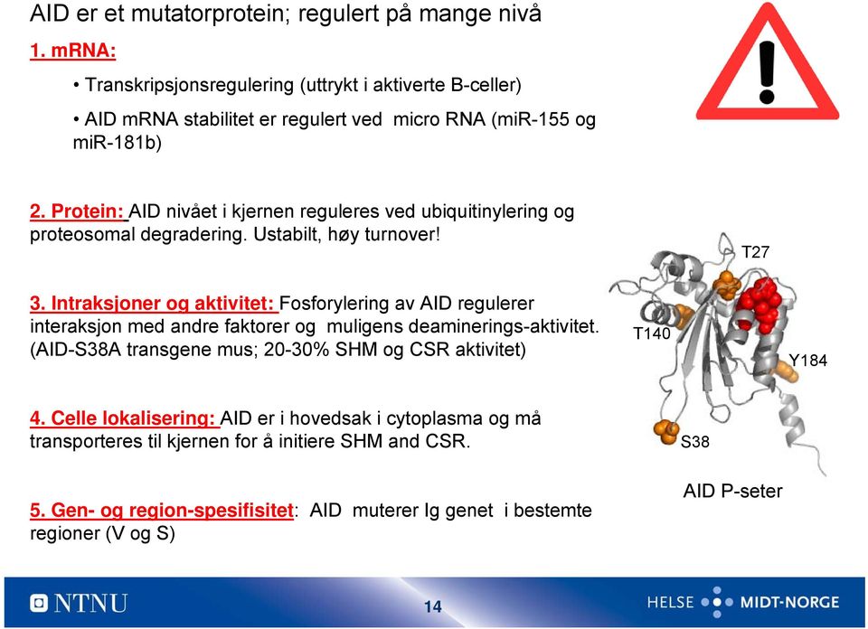 Protein: nivået i kjernen reguleres ved ubiquitinylering og proteosomal degradering. Ustabilt, høy turnover! T27 3.