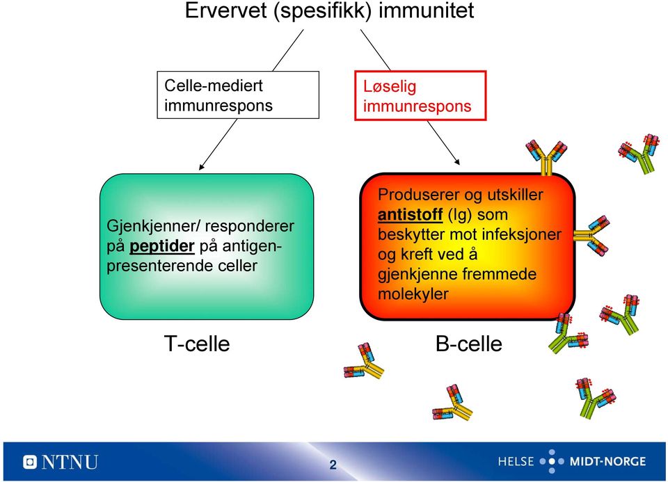 antigenpresenterende celler T-celle Produserer og utskiller antistoff