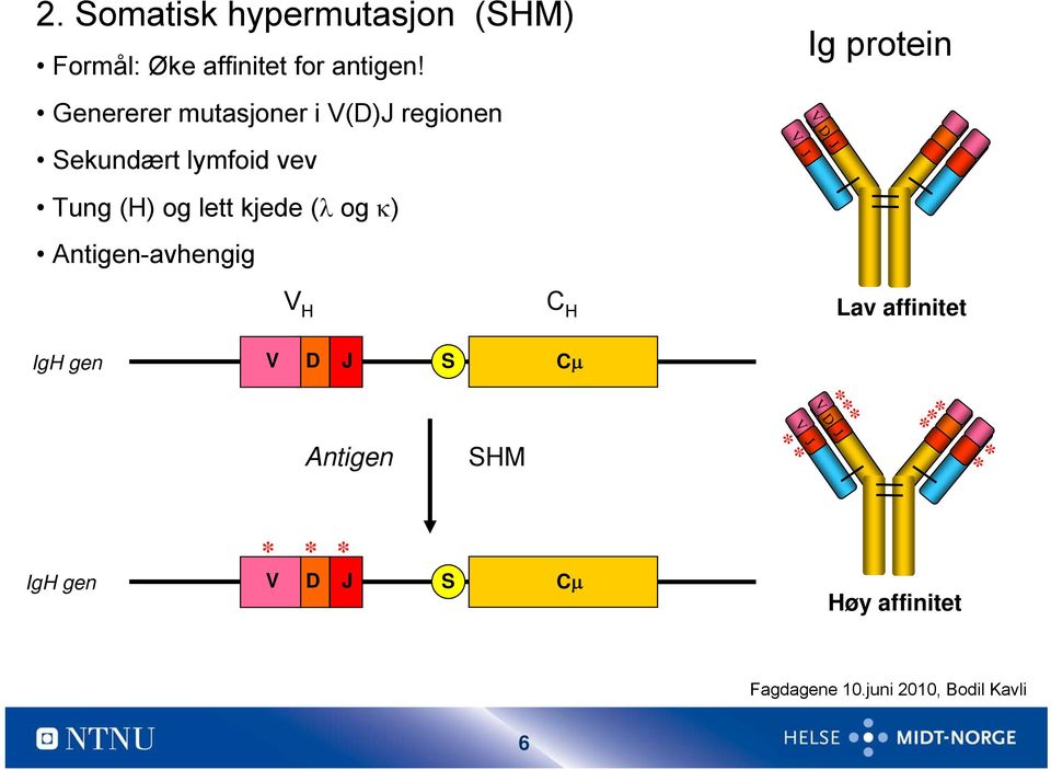kjede (λ og κ) Antigen-avhengig V J Ig protein V H C H Lav affinitet IgH gen