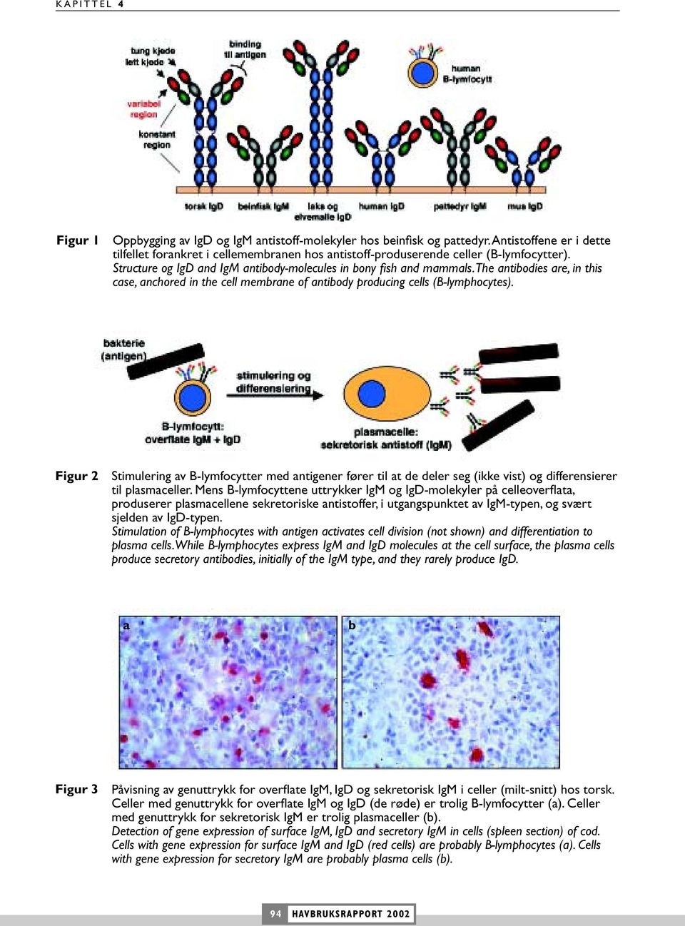 The antibodies are, in this case, anchored in the cell membrane of antibody producing cells (B-lymphocytes).