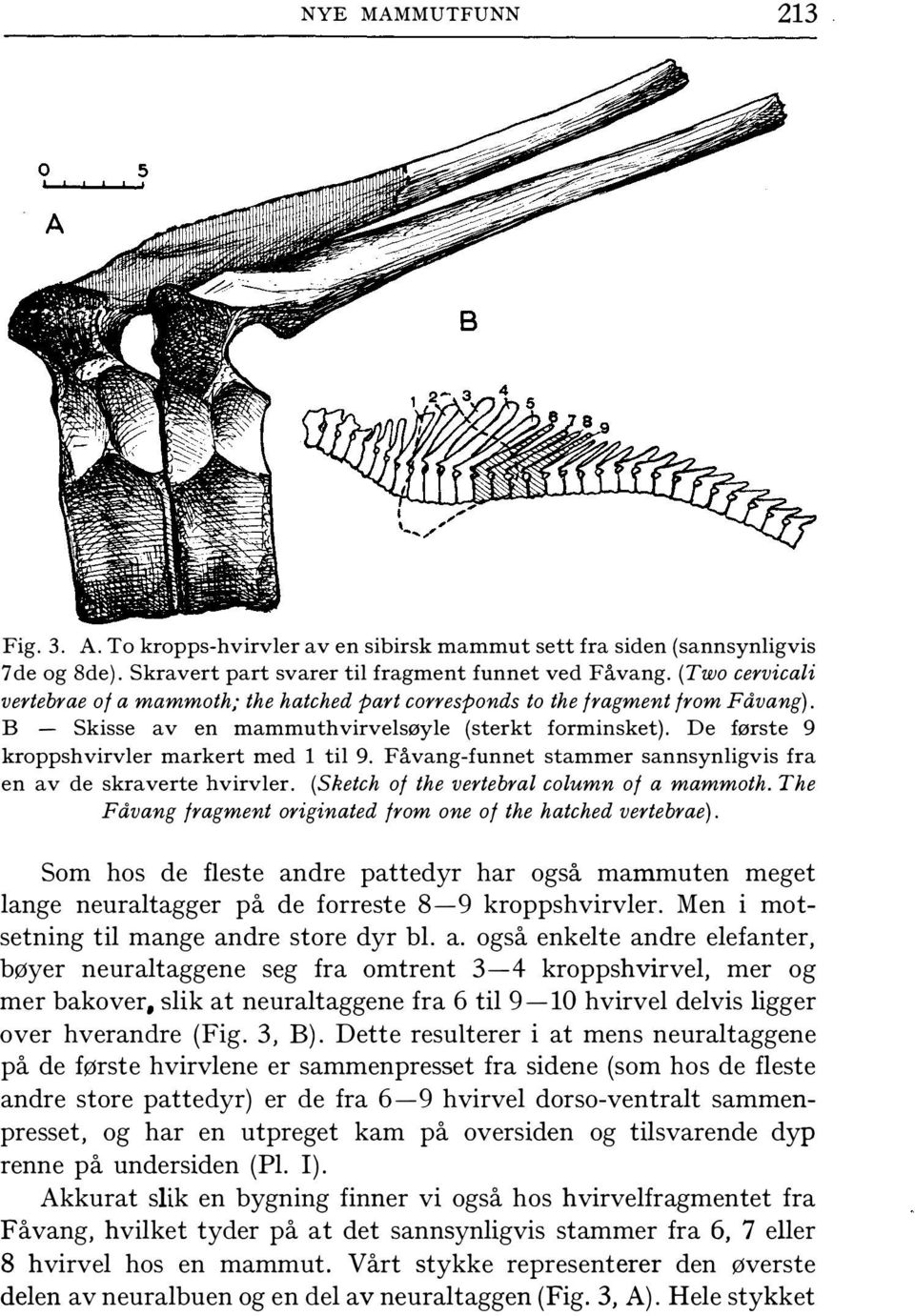 De første 9 kroppshvirvler markert med l til 9. Fåvang-funnet stammer sannsynligvis fra en av de skraverte hvirvler. (Sketch of the vertebral column of a mammoth.