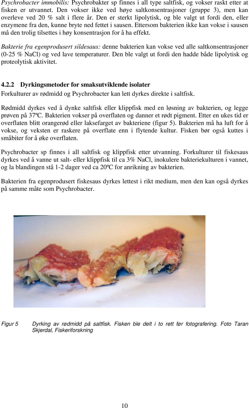 Den er sterkt lipolytisk, og ble valgt ut fordi den, eller enzymene fra den, kunne bryte ned fettet i sausen.