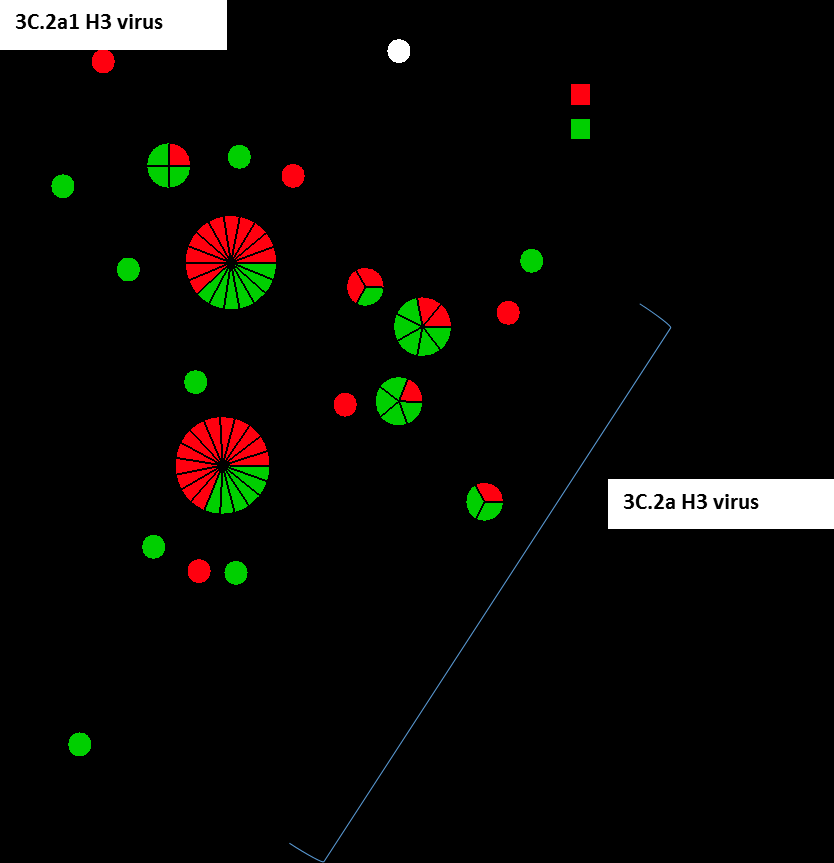 Figur 13: Genetisk slektskapsanalyse av HA genet til H3 virus i Norge fra uke 40 til og med uke 50 (n=70). Figuren viser forskjellige undergrupper av H3 virus i forskjellige farger.