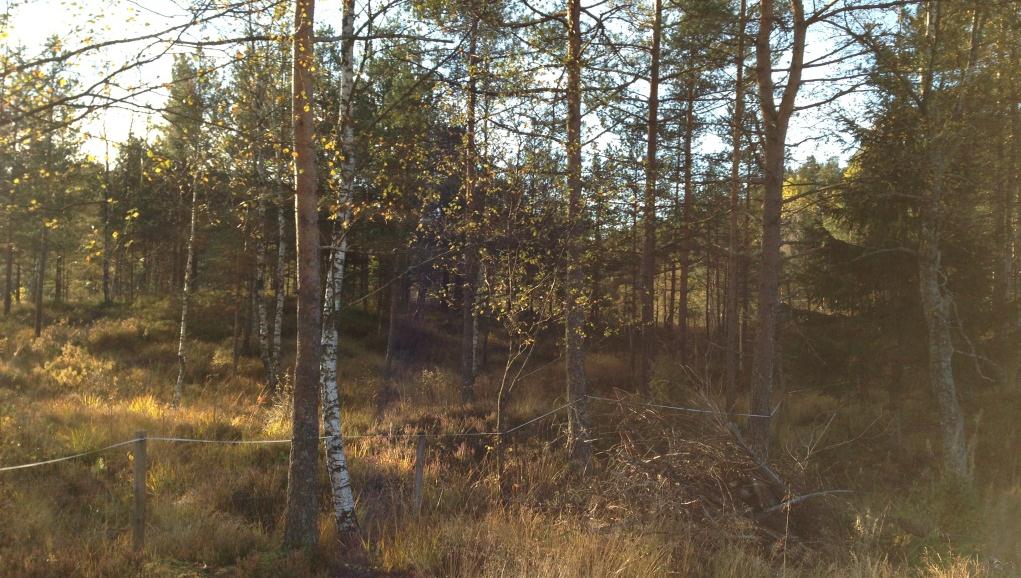 Marklaget er i området klassifisert som «organiske jordlag» og «uproduktiv skog».