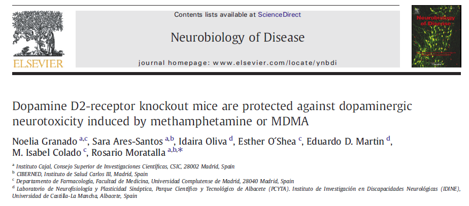 (Meth)amphetamine (over)stimulates DRD2 (Over)stimulation of DRD2 receptors may neurotoxic Neuronal loss may lead to