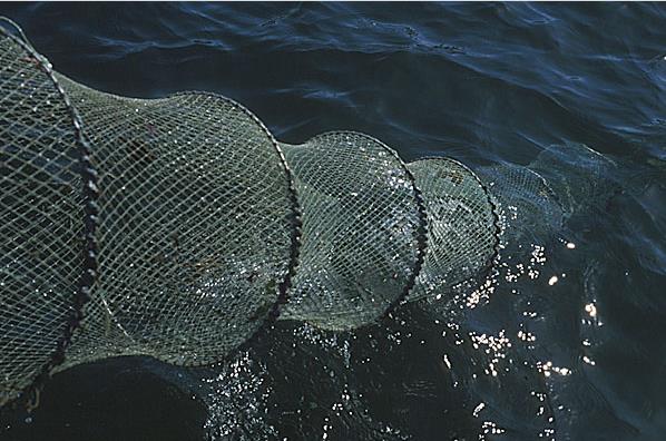 3. Marinbiologiske undersøkelser ROV, prøvefiske,