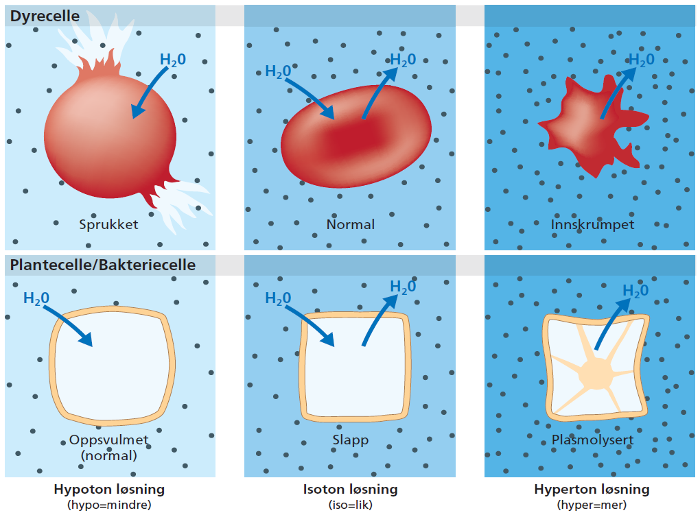 b) Ei plantecelle og ei dyrecelle plassert i 3 ulike løsninger; en hypoton, en isoton og en hyperton løsning.