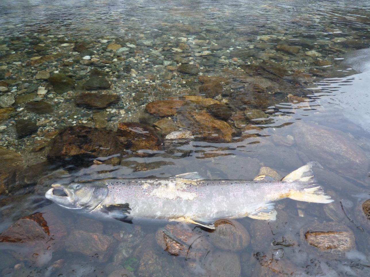 Foto Leif Magnus Sættem Foto 5. Død, soppbefengt (Saproglenia spp) hann av storlaks funnet i strandsonen mellom Nedstebøen og Fyrstehølen i Stalheimselva, øvre del av Nærøydalsvassdraget 06.11.2012.