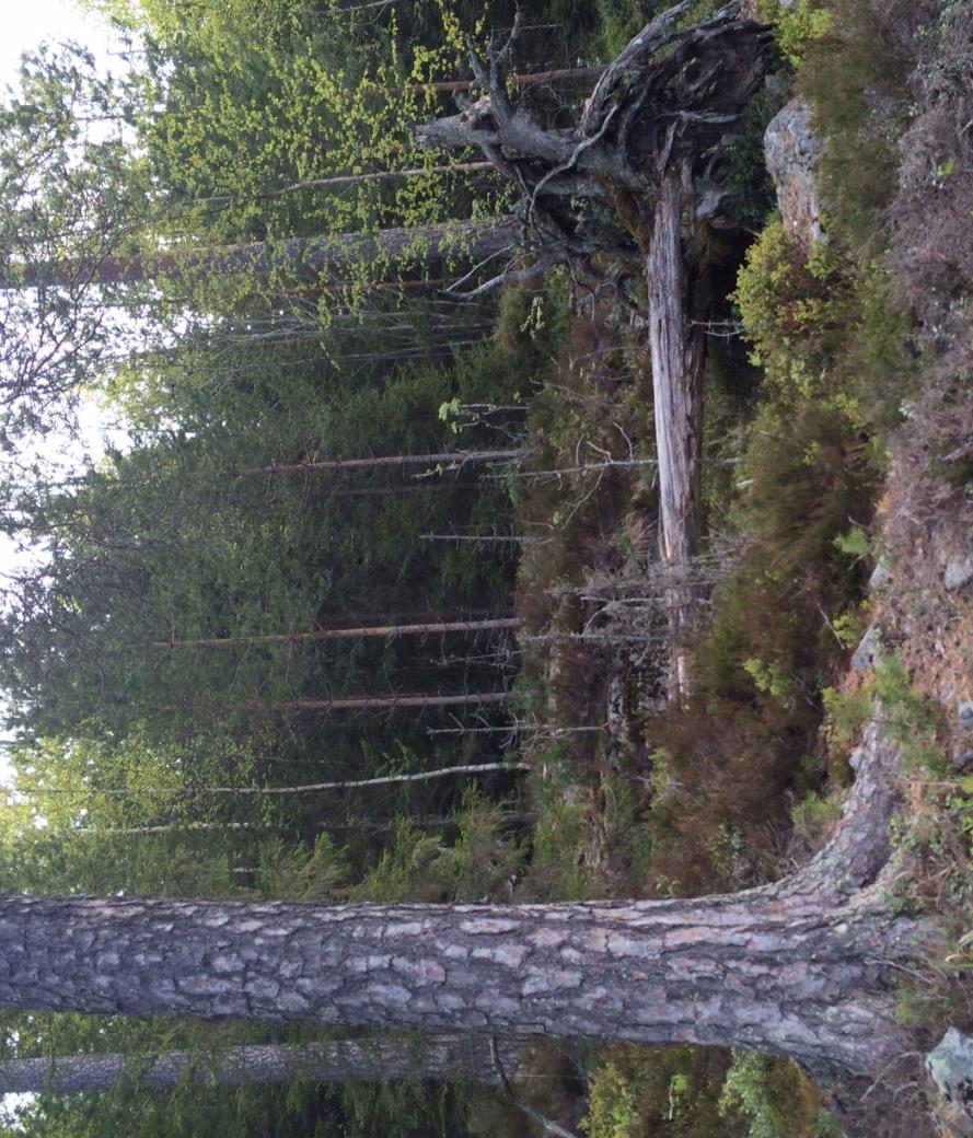 Konsekvensutredning Naturmiljø 10 Figur 3 Kartet viser varslet område.