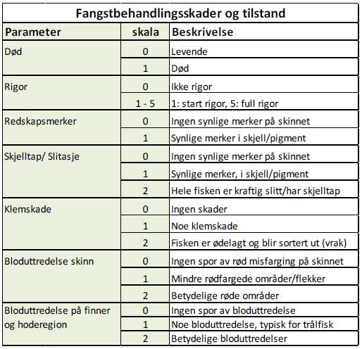 Automatisk fangstbehandling om bord; sekking v.s. pumping Hyse sekket n=50 /dobbeltpumpet n= 52, torsk sekket n=47 / dobbeltpumpet n=50.