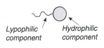 4 Surfaktanter Surfaktanter er kjemiske forbindelser som er amfifile («amphiphilic»), dvs. de består av en hydrofil gruppe og en lipofil (hydrofob) kjedegruppe (Figur 4.1).