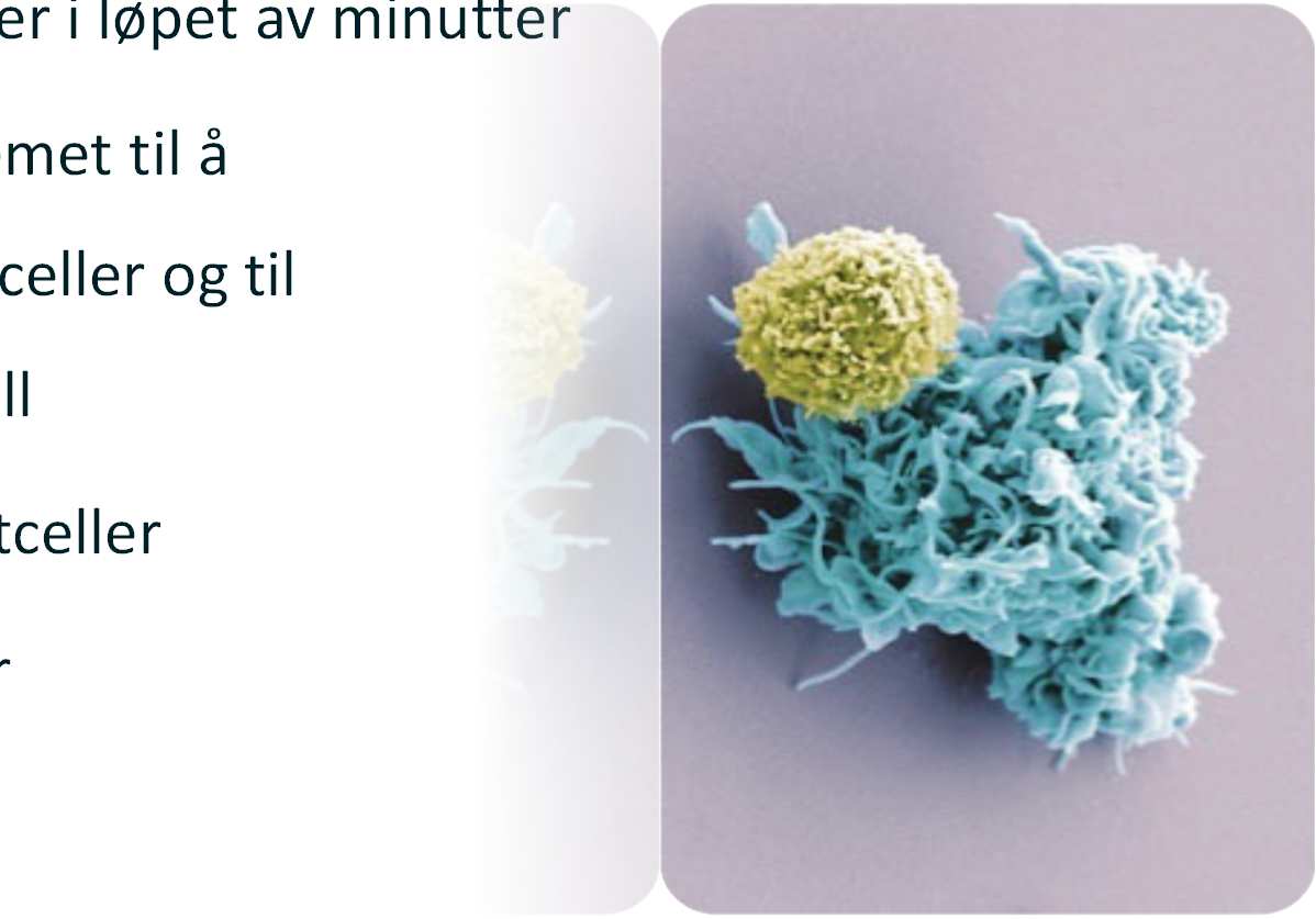 LTX-315, immunbehandling av kreft Effektiv, dreper kreftceller i løpet av minutter Mobilisererimmunsystemet tilå